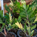 zamioculcas-budou-svezi-a-zelene-tady-je-navod-jak-je.webp.webp